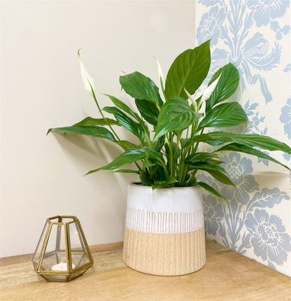 Two-tone Textured Ceramic Planter