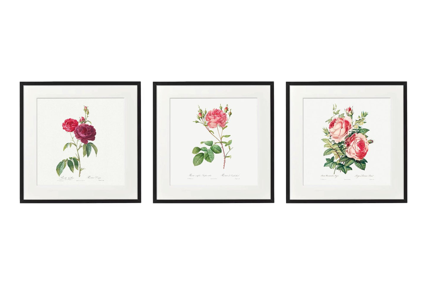 Set of Three Pink Rose Prints in Frames