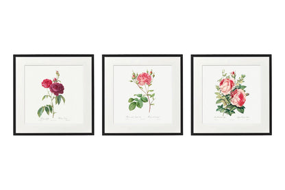 Set of Three Pink Rose Prints in Frames